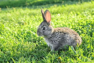 給家兔注射氨基麻醉時注意事項