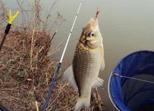 注意事項(xiàng),餌料,冬季,黃金