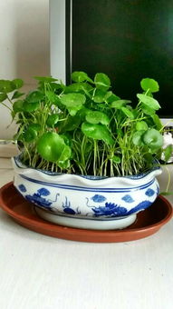 花橄菜注意事項