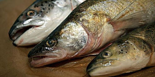 代森銨魚用注意事項(xiàng)