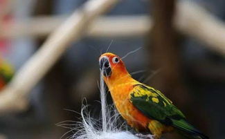 金太陽(yáng)鸚鵡注意事項(xiàng)