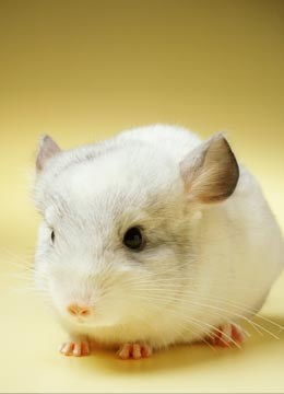 龍貓母貓懷孕注意事項