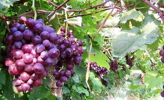 葡萄苗種植注意事項