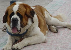 注意事項,半下犬式