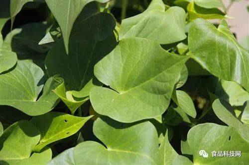 紅薯,食用,注意事項(xiàng),葉子