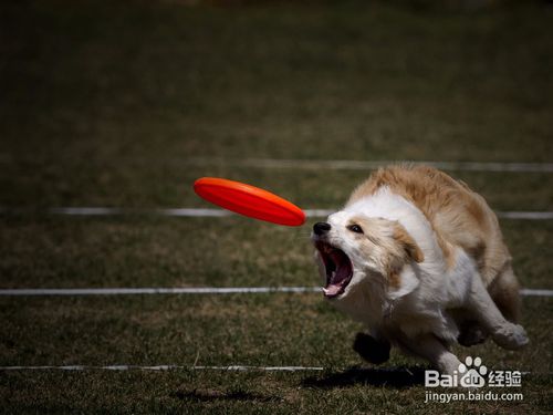 狗狗飛盤(pán)注意事項(xiàng)