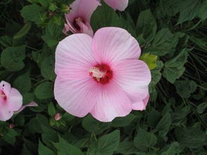 大巖桐芙蓉花的養(yǎng)殖方法和注意事項(xiàng),芙蓉花冬天的養(yǎng)殖方法和注意事項(xiàng),芙蓉花的養(yǎng)殖方法和注意事項(xiàng)有哪些