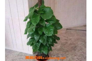 大葉滿天星的養(yǎng)殖方法和注意事項,滿天星的養(yǎng)殖方法和注意事項,金葉滿天星的養(yǎng)殖方法和注意事項