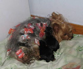 約克夏配狗注意事項(xiàng)