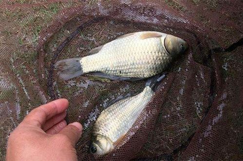 注意事項(xiàng),代森銨魚用