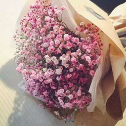 滿天星,養(yǎng)殖,大葉,注意事項