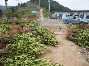 佛手種子怎么種植方法和注意事項