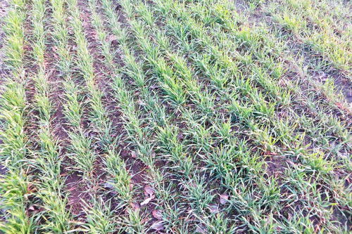 迷迭香養(yǎng)殖和注意事項,迷迭香的盆栽方法和注意事項,水培迷迭香的注意事項