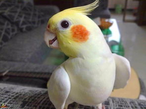 養(yǎng)玄鳳鸚鵡的注意事項(xiàng),玄鳳鸚鵡繁殖注意事項(xiàng),玄鳳鸚鵡孵化注意事項(xiàng)