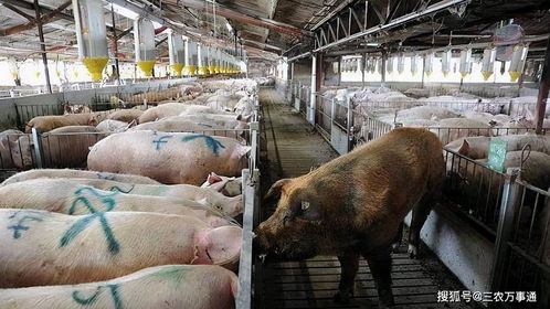 養(yǎng)豬防病注意事項