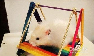 熱門小寵網(wǎng)注意事項(xiàng)