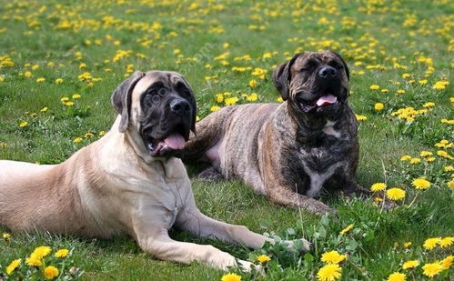 注射hpv疫苗前后注意事項(xiàng),疫苗注射后的注意事項(xiàng),注射新冠疫苗第三針的注意事項(xiàng)