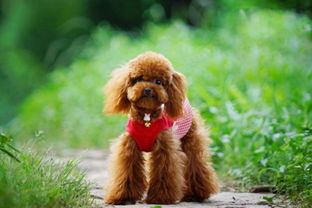 注意事項(xiàng),貴賓犬