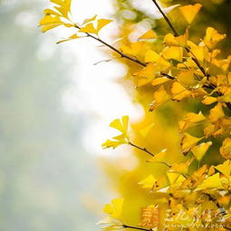 銀杏葉,泡茶,注意事項