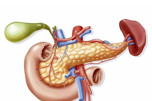 膽囊切除后應(yīng)注意事項(xiàng),做了膽結(jié)石膽囊切除后應(yīng)注意事項(xiàng),做完子宮卵巢切除手術(shù)后應(yīng)注意事項(xiàng)