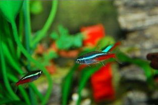 閑魚(yú)買(mǎi)東西注意事項(xiàng),閑魚(yú)面交注意事項(xiàng),閑魚(yú)購(gòu)物注意事項(xiàng)