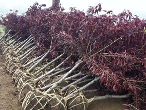 移栽,樹苗,注意事項(xiàng)