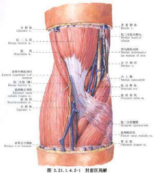 肌腱斷裂飲食注意事項,肌腱斷裂術后注意事項,肌腱斷裂術后飲食注意事項