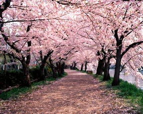 賞櫻花注意事項(xiàng)