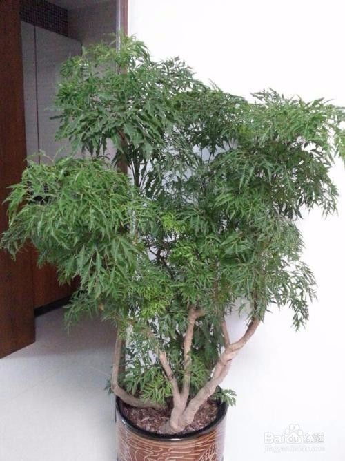 羽葉福祿桐的養(yǎng)殖方法和注意事項(xiàng)