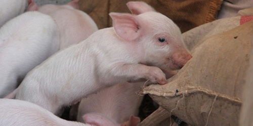 仔豬,產(chǎn)房,注意事項(xiàng)