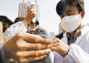 鴿子做了疫苗注意事項(xiàng),鴿子做新城疫疫苗注意事項(xiàng),鴿子口服疫苗注意事項(xiàng)