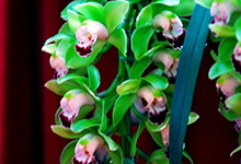 大葉蕙蘭的養(yǎng)殖方法和注意事項盆栽,細葉蕙蘭的養(yǎng)殖方法和注意事項,大葉金鉆的養(yǎng)殖方法和注意事項