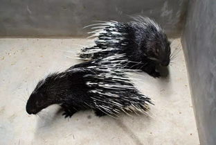 豪豬產(chǎn)子注意事項(xiàng)