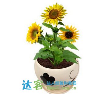懶人盆養(yǎng)花的注意事項(xiàng),人血白蛋白養(yǎng)花的注意事項(xiàng),冬季養(yǎng)花的注意事項(xiàng)