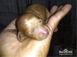 剛配完的狗狗注意事項,剛買來的狗狗注意事項,狗狗生完寶寶注意事項