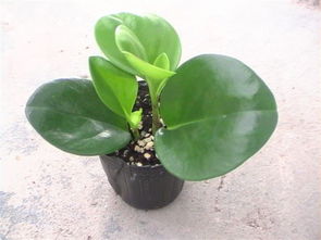 碧玉換盆注意事項