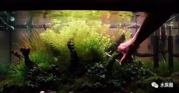 注意事項(xiàng),種草