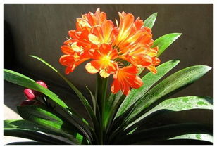 君子蘭有花蕾后注意事項(xiàng),君子蘭的養(yǎng)殖方法和注意事項(xiàng),君子蘭栽培方法和注意事項(xiàng)