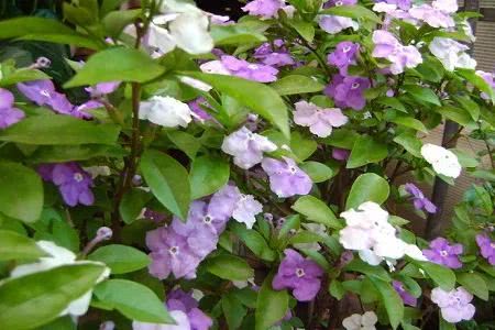 栽培,茉莉,雙色,注意事項