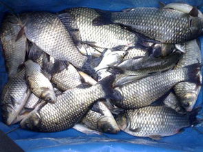 鯽魚,注意事項(xiàng)