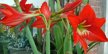 珍珠蘭的養(yǎng)殖方法和注意事項