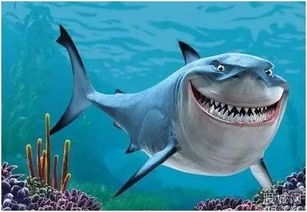 鯊魚潛水注意事項(xiàng)