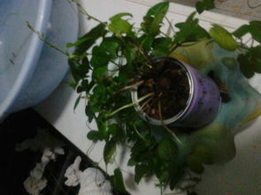 牽?；B(yǎng)護(hù)注意事項(xiàng),牽?；ǖ酿B(yǎng)殖方法和注意事項(xiàng),重瓣?duì)颗；ǚN植注意事項(xiàng)