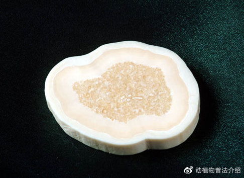 象牙的注意事項,象牙保存注意事項,象牙刻章注意事項