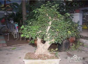 蘭花的養(yǎng)殖方法和注意事項(xiàng),TP的養(yǎng)殖方法和注意事項(xiàng),三角楓的養(yǎng)殖方法