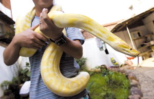 家養(yǎng)蟒蛇注意事項