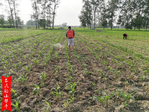 百合用矮壯素注意事項,使用矮壯素注意事項,花卉使用矮壯素注意事項