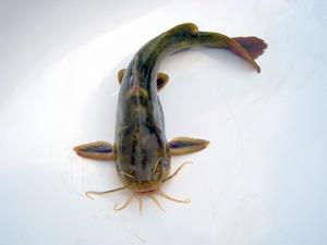 血栓閉塞性脈管炎的注意事項,血栓性脈管炎的治療,血栓性脈管炎表現(xiàn)