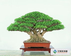 養(yǎng)殖,注意事項,方法