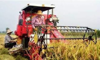 小麥?zhǔn)崭顧C(jī)注意事項(xiàng),開收割機(jī)注意事項(xiàng),買二手收割機(jī)注意事項(xiàng)